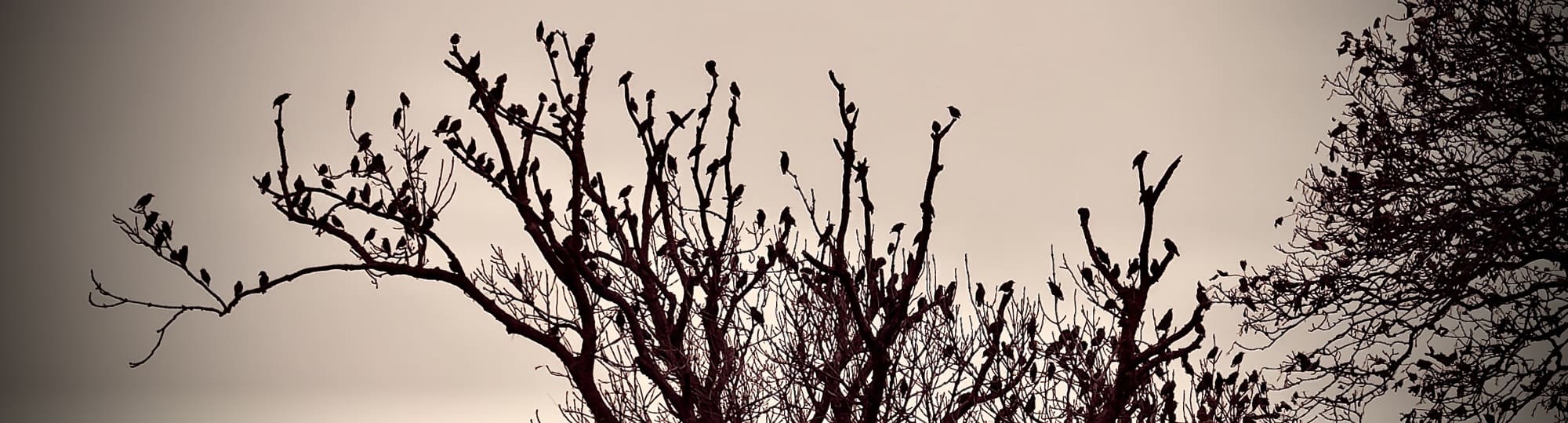 Silhouetted birds perched on bare branches against a gray sky.